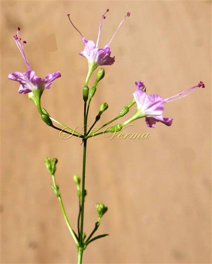  Inflorescence (Umbel)